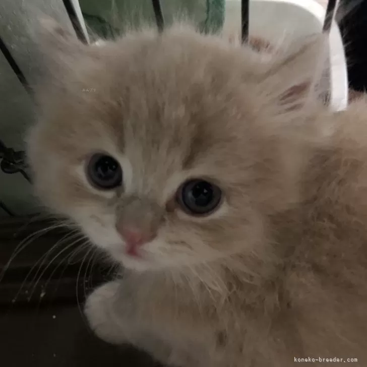 ID：2503-02608の子猫