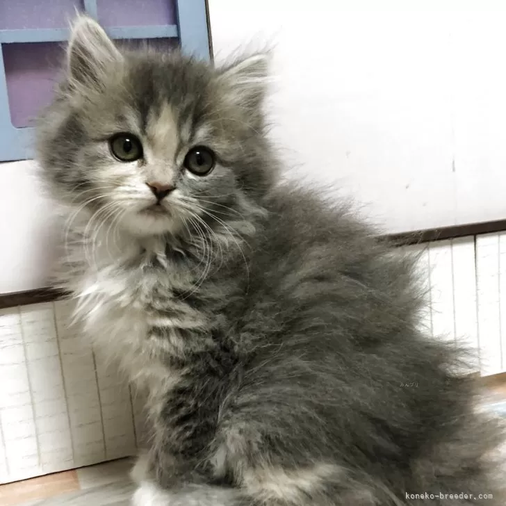 ID：2504-03088の子猫