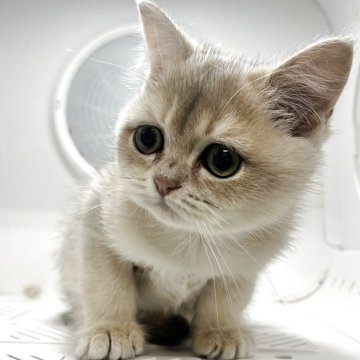ブリティッシュショートヘア【愛知県・女の子・2025年8月23日・ブルーゴールデン（ショート）】の写真「お顔のほぼがお目目！！めちゃめちゃかわいいです。」