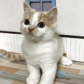 スコティッシュフォールド(立ち耳)