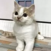 スコティッシュフォールド(立ち耳)