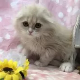 スコティッシュフォールド(折れ耳)【愛知県・男の子・2024年10月27日・クリーム&ホワイト】の写真4