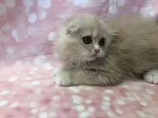 スコティッシュフォールド(折れ耳)【愛知県・男の子・2024年10月27日・クリーム&ホワイト】の写真6