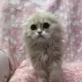 スコティッシュフォールド(折れ耳)【愛知県・男の子・2024年10月27日・クリーム&ホワイト】の写真8