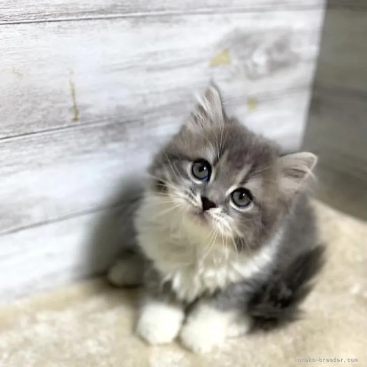 ID:2302-01236の子猫