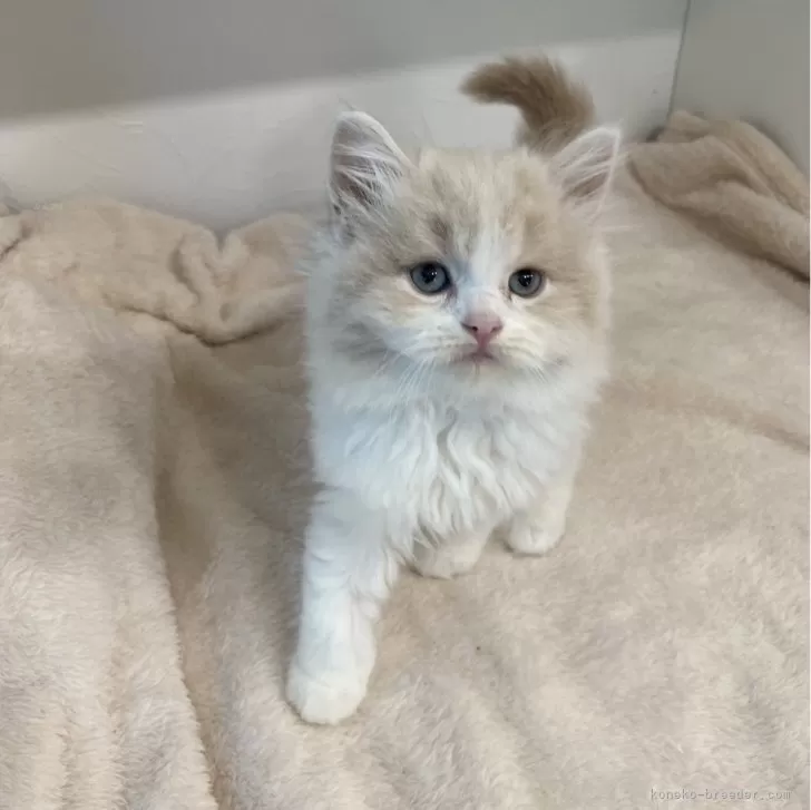 ID:2405-02441の子猫