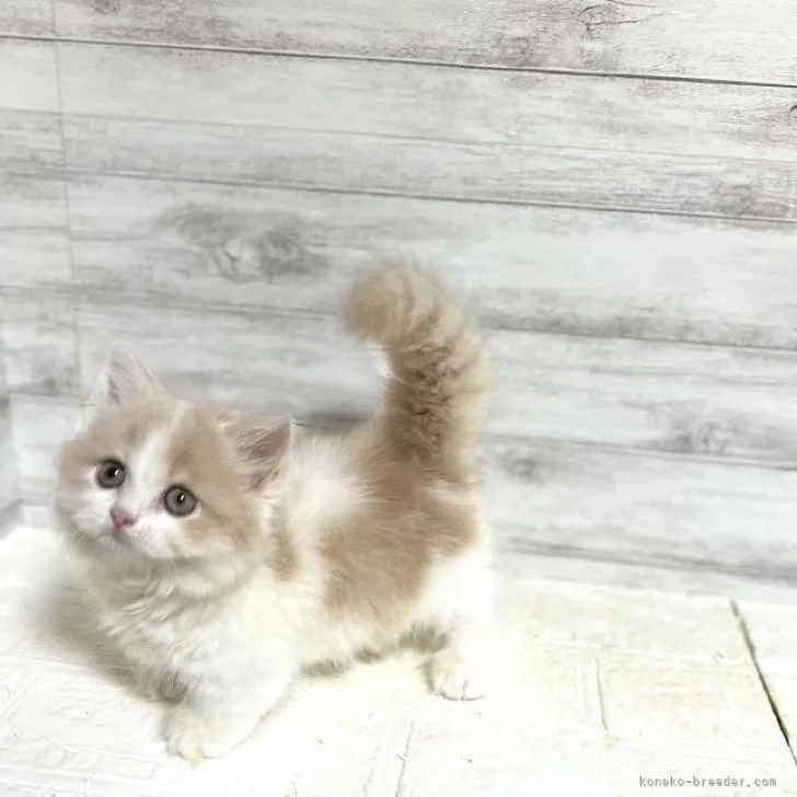 ID：2208-02812の子猫