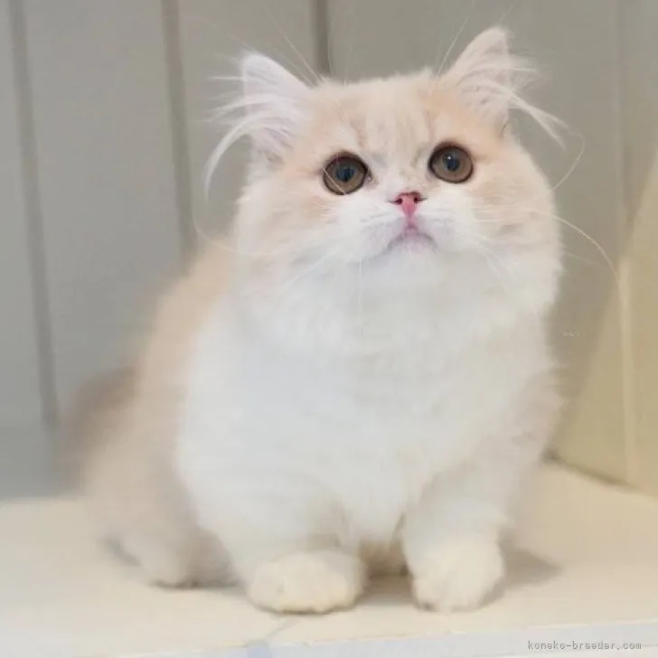 ID:2310-00429の子猫