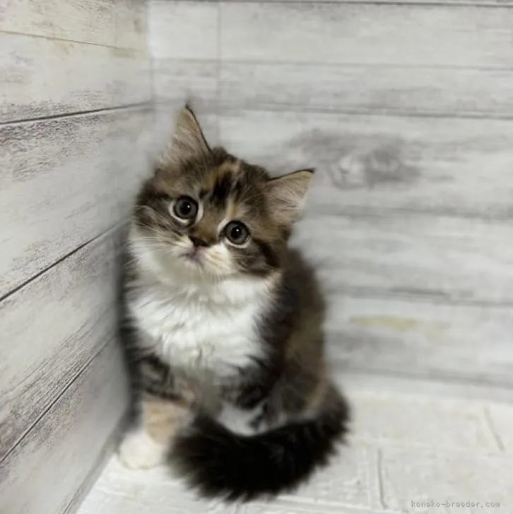 ID:2209-00142の子猫