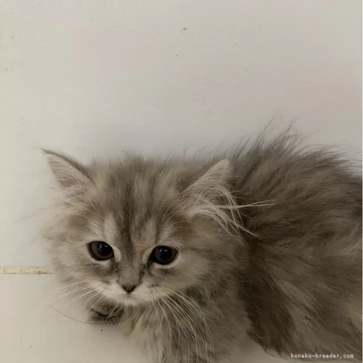 ID：2403-00122の子猫