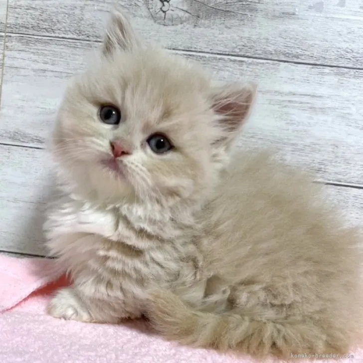 ID：2304-00382の子猫
