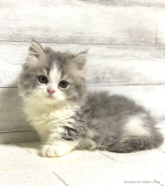 ID:2206-01176の子猫