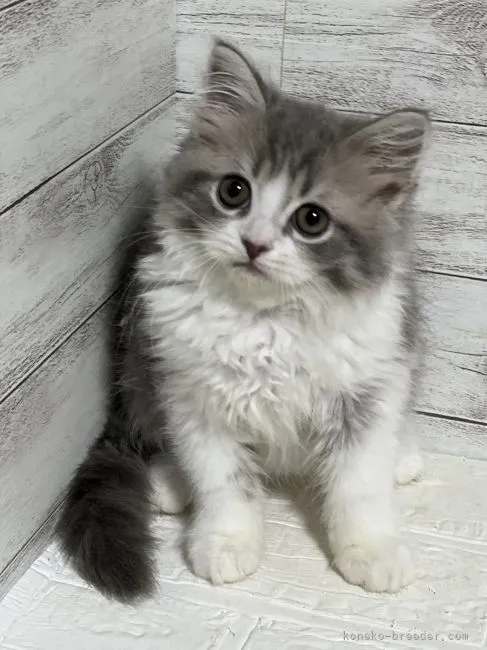 ID：2205-02666の子猫