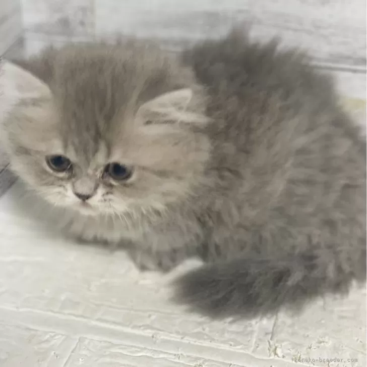 ID:2406-03152の子猫