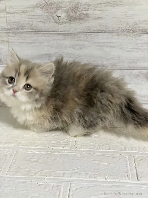 ID：2204-01899の子猫