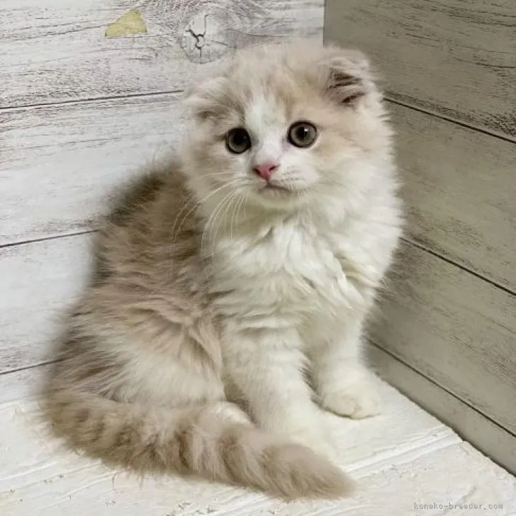 ID:2209-02791の子猫