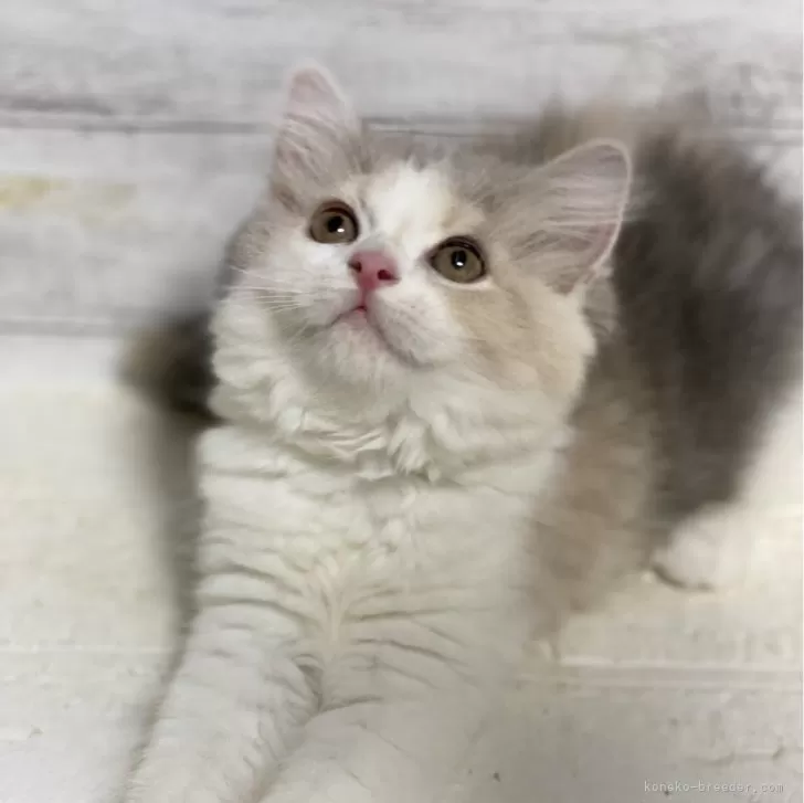 ID:2405-01362の子猫