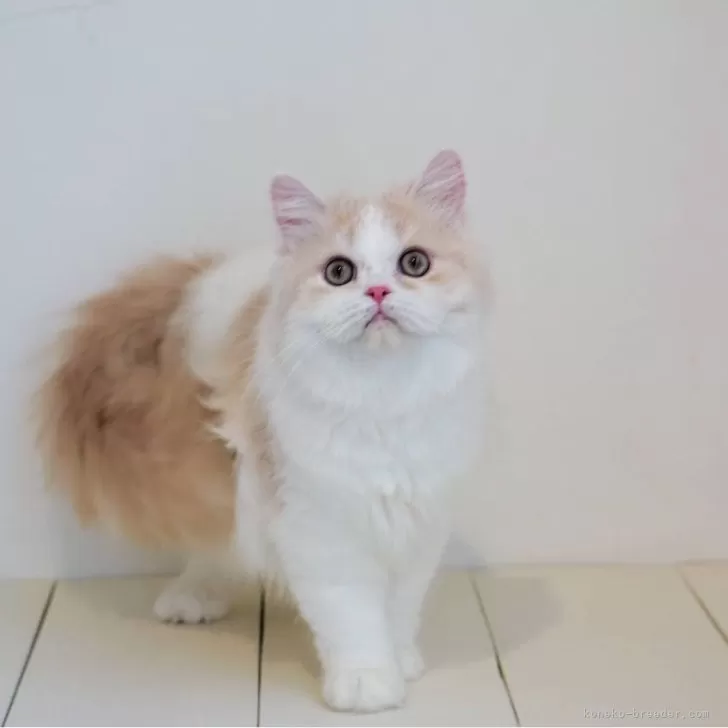 ID：2410-00622の子猫