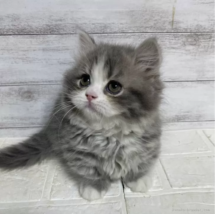ID:2403-01022の子猫