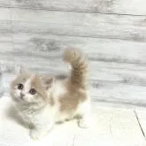 ミヌエット(短足)【神奈川県・男の子・2022年6月25日・クリーム&ホワイト】の写真1