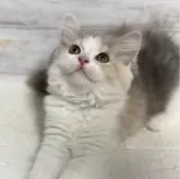 ミヌエット(長足)【神奈川県・女の子・2024年3月22日・ダイリュートキャリコ】の写真1