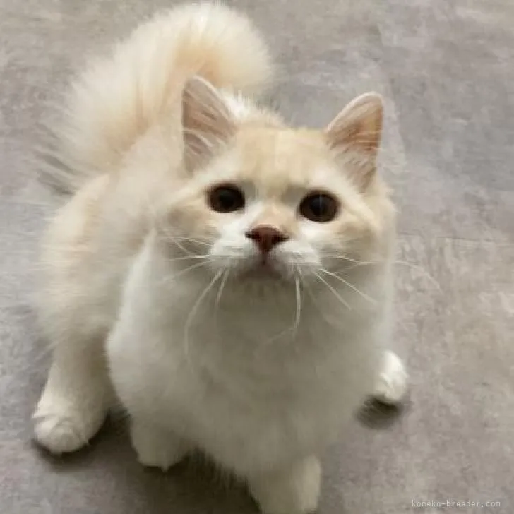 ID:2206-03181の子猫