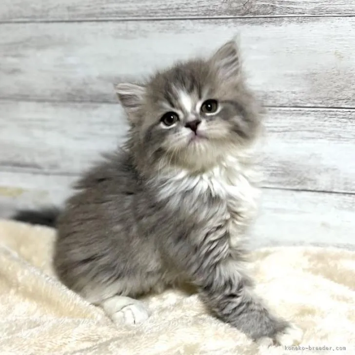 ID:2301-00204の子猫