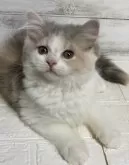 ミヌエット(長足)【神奈川県・女の子・2024年3月22日・ダイリュートキャリコ】の写真3