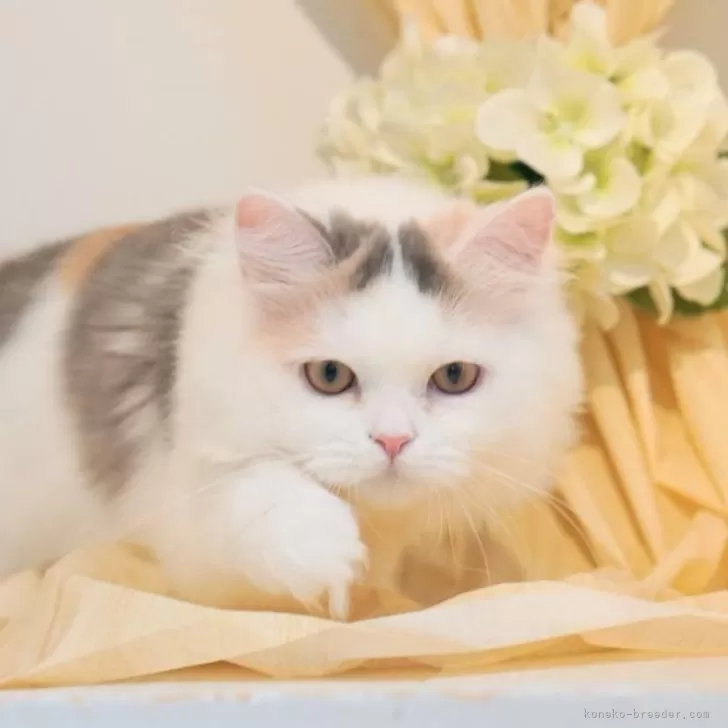 ミヌエット(長足)【神奈川県・女の子・2025年4月12日・ダイリュートキャリコ】の写真1