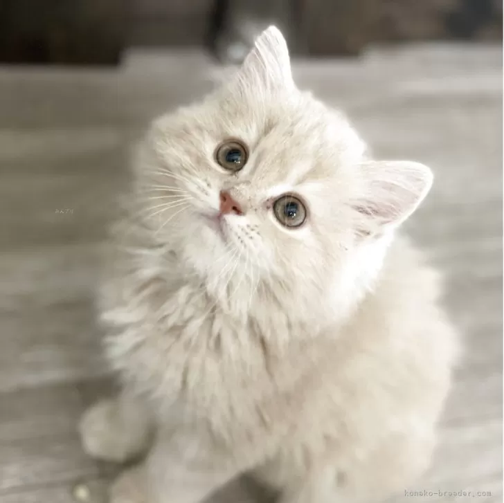 ID：2509-03083の子猫