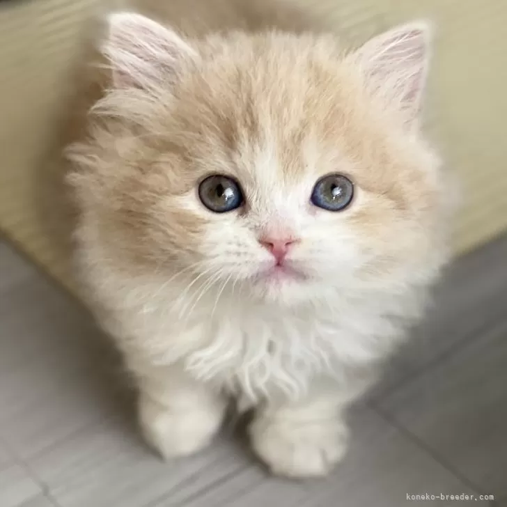 ID:2502-02263の子猫