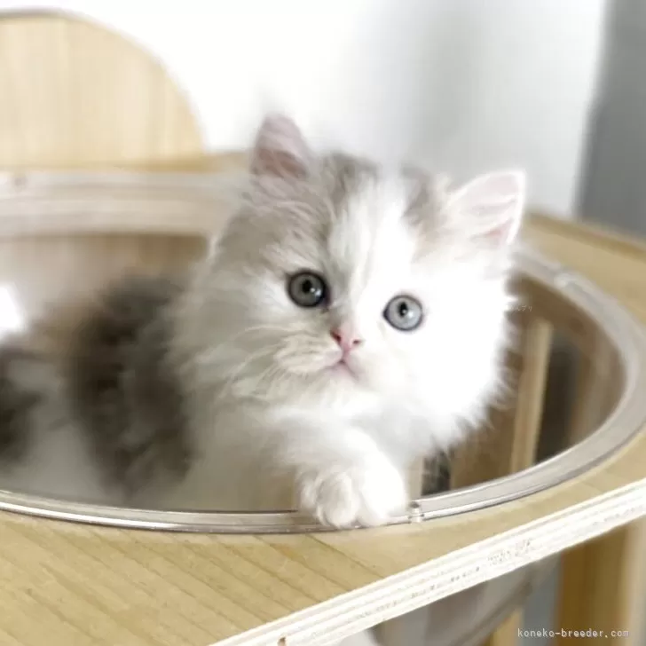ID:2506-00696の子猫