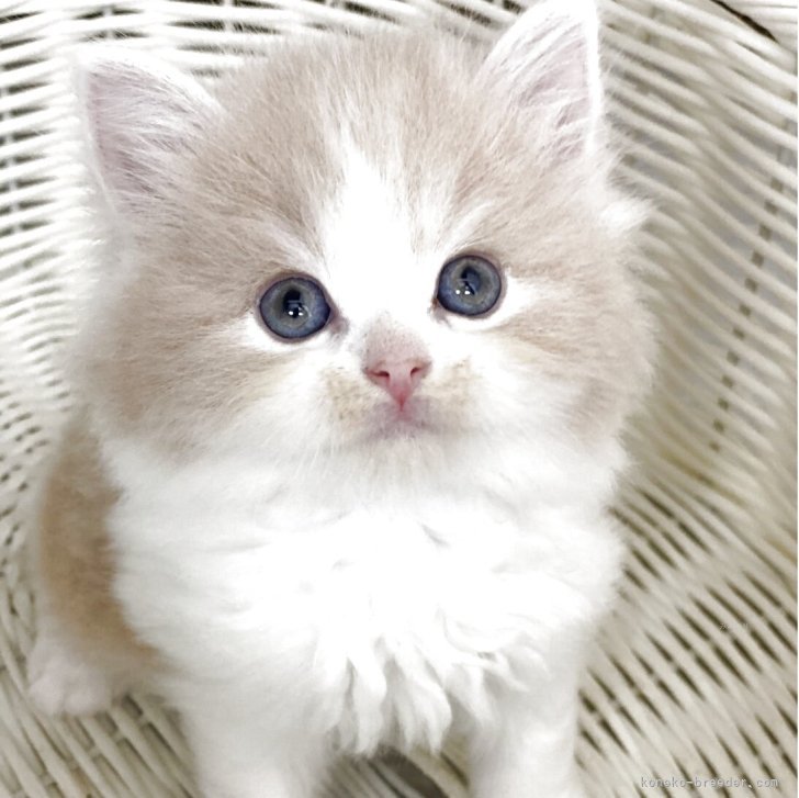 ブリーダー画像