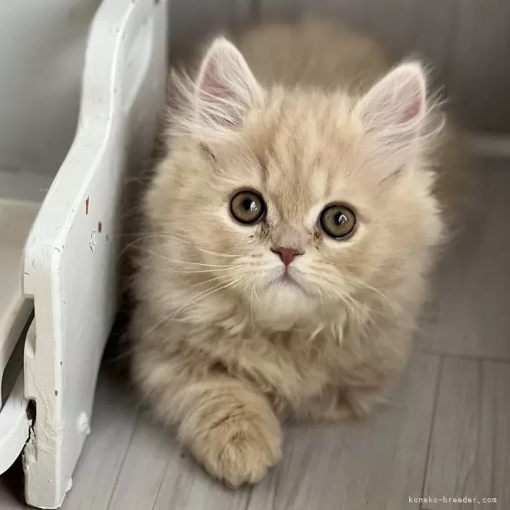ID:2501-02390の子猫