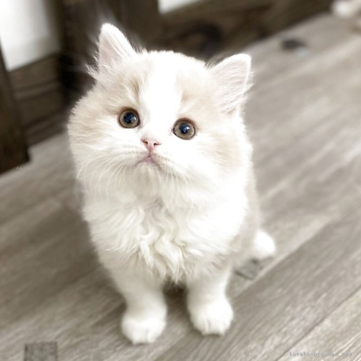 ブリーダー画像