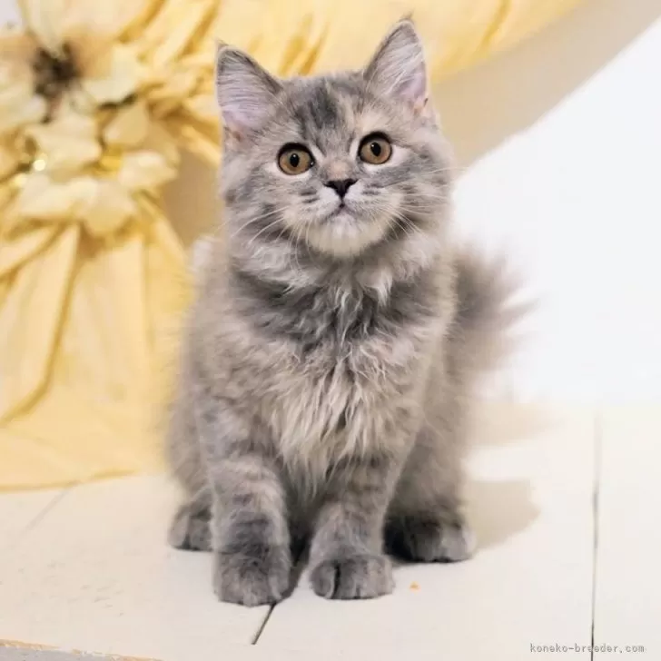 ミヌエット(長足)【神奈川県・女の子・2025年8月2日・ブルートービー】の写真1