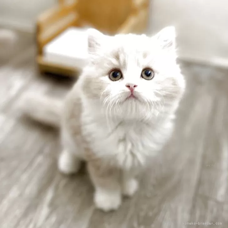 ミヌエット(長足)【神奈川県・男の子・2025年10月18日・クリームタビー&amp;ホワイト】の写真1