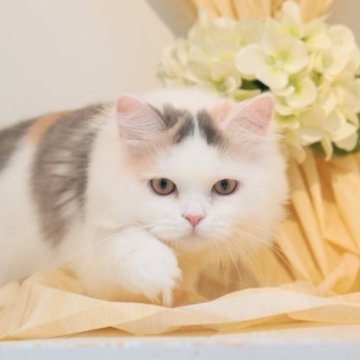 ミヌエット(長足)【神奈川県・女の子・2025年4月12日・ダイリュートキャリコ（セミロング）】の写真「避妊手術済み」