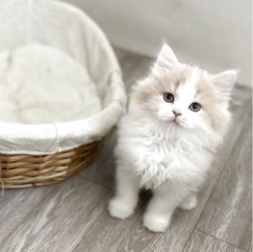 ミヌエット(長足)【神奈川県・女の子・2025年9月17日・クリームタビー&ホワイト（セミロング）】の写真「将来が楽しみ」