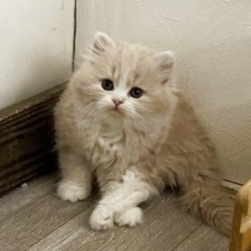 ミヌエット(長足)【神奈川県・女の子・2025年10月18日・クリームタビー&ホワイト（セミロング）】の写真「もふもふ足長ちゃん」