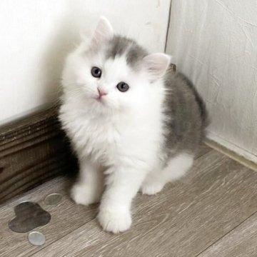 ミヌエット(長足)【神奈川県・男の子・2025年9月17日・ブルータビー&ホワイト（セミロング）】の写真「もふもふ足長君」