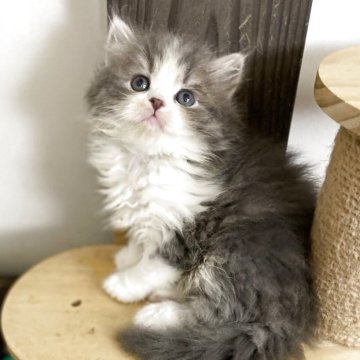 ミヌエット(長足)【神奈川県・男の子・2025年11月7日・ブルータビー&ホワイト（セミロング）】の写真「もふもふ足長ちゃん」