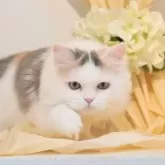 ミヌエット(長足)