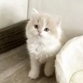 ミヌエット(長足)