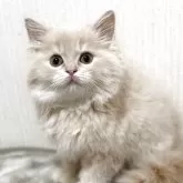 ミヌエット(長足)