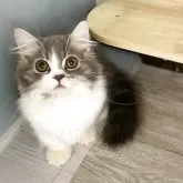 ミヌエット(短足)