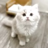 ミヌエット(長足)【神奈川県・男の子・2025年10月18日・クリームタビー&ホワイト】の写真4