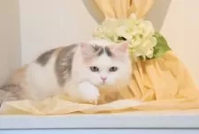 ミヌエット(長足)【神奈川県・女の子・2025年4月12日・ダイリュートキャリコ】の写真5