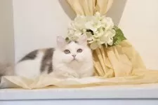 ミヌエット(長足)【神奈川県・女の子・2025年4月12日・ダイリュートキャリコ】の写真6