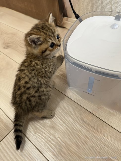 大野愛美ブリーダーのブログ：今日の子猫たち